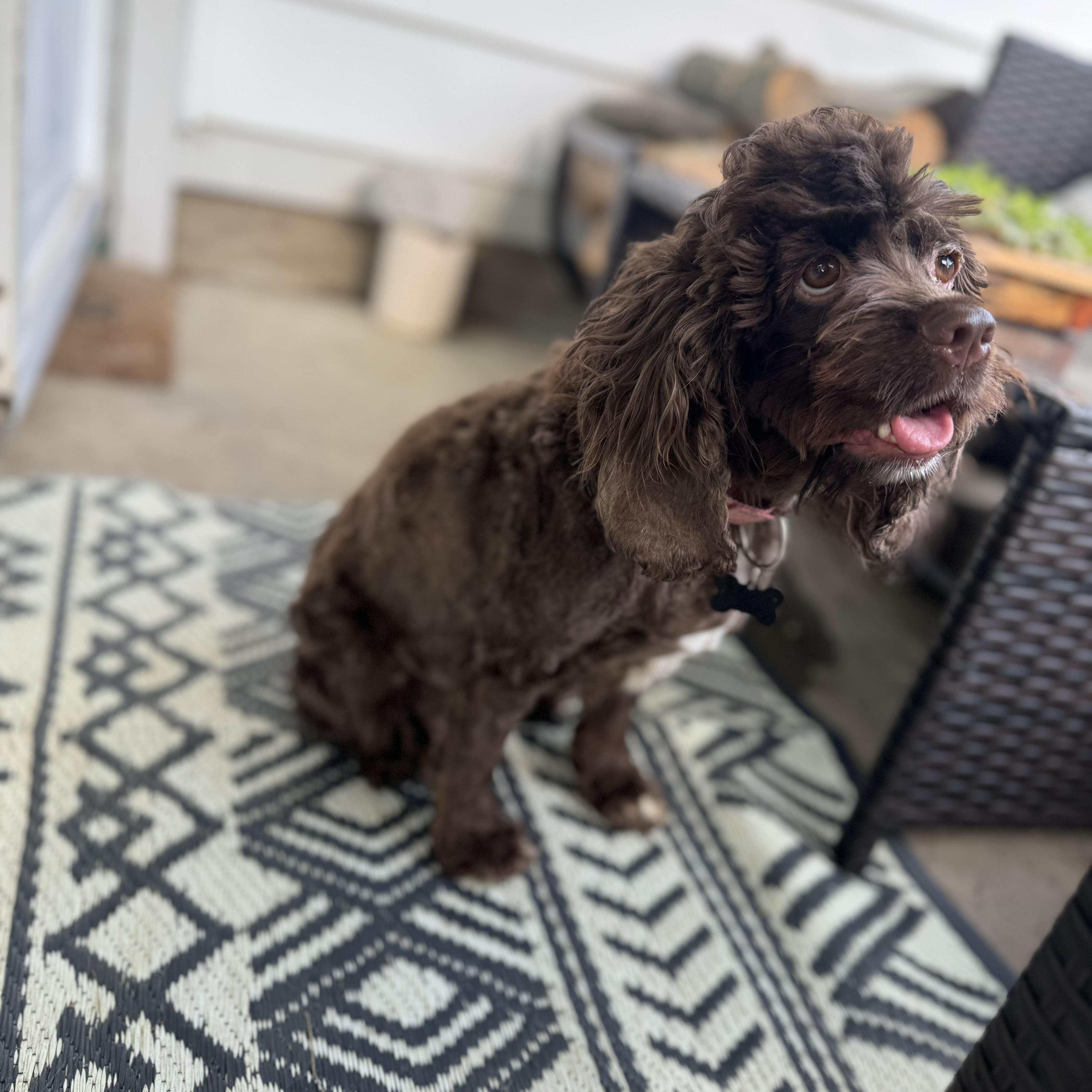 Jovie, an adopted Cocker Spaniel in China Township, MI image 2/6