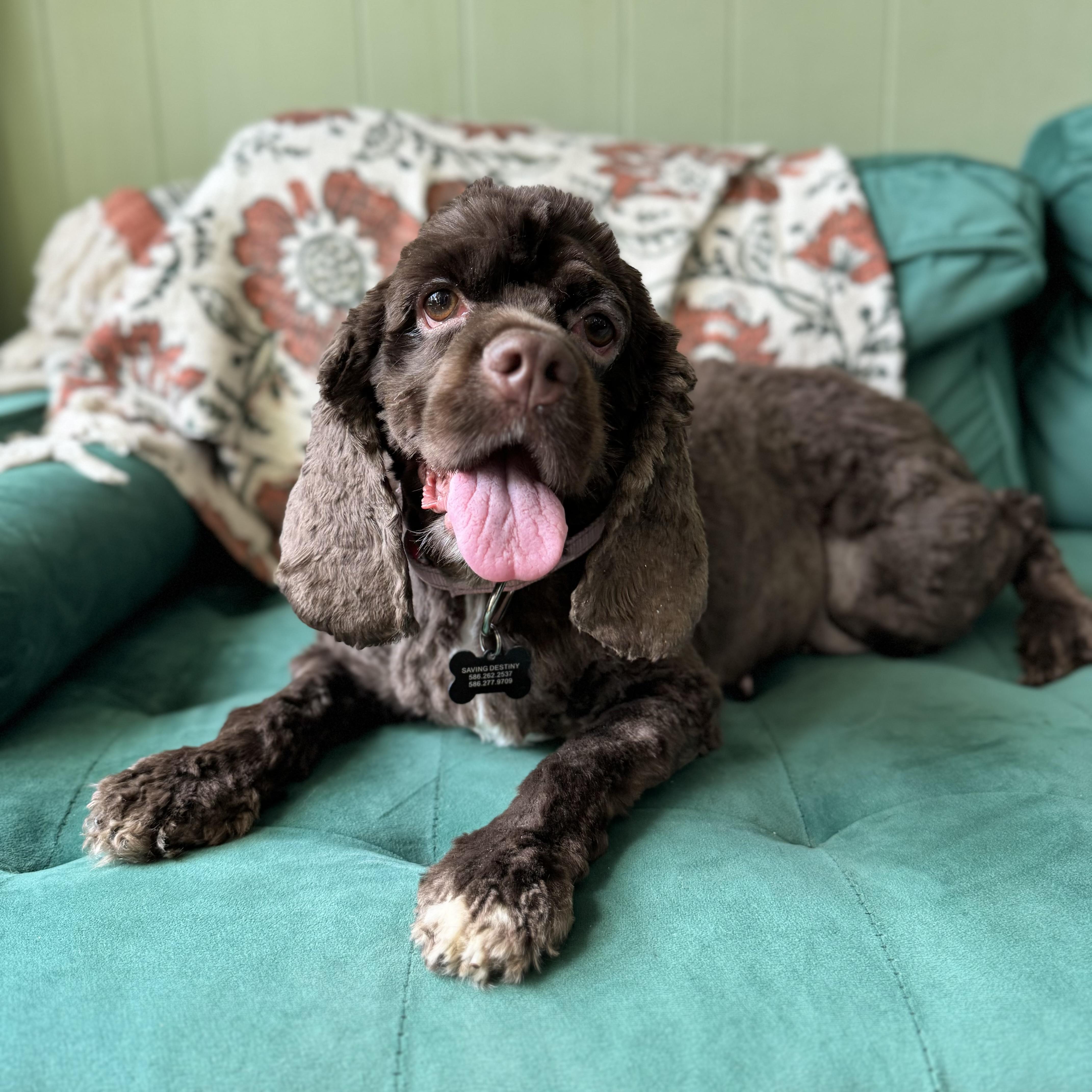 Jovie, an adopted Cocker Spaniel in China Township, MI image 6/6