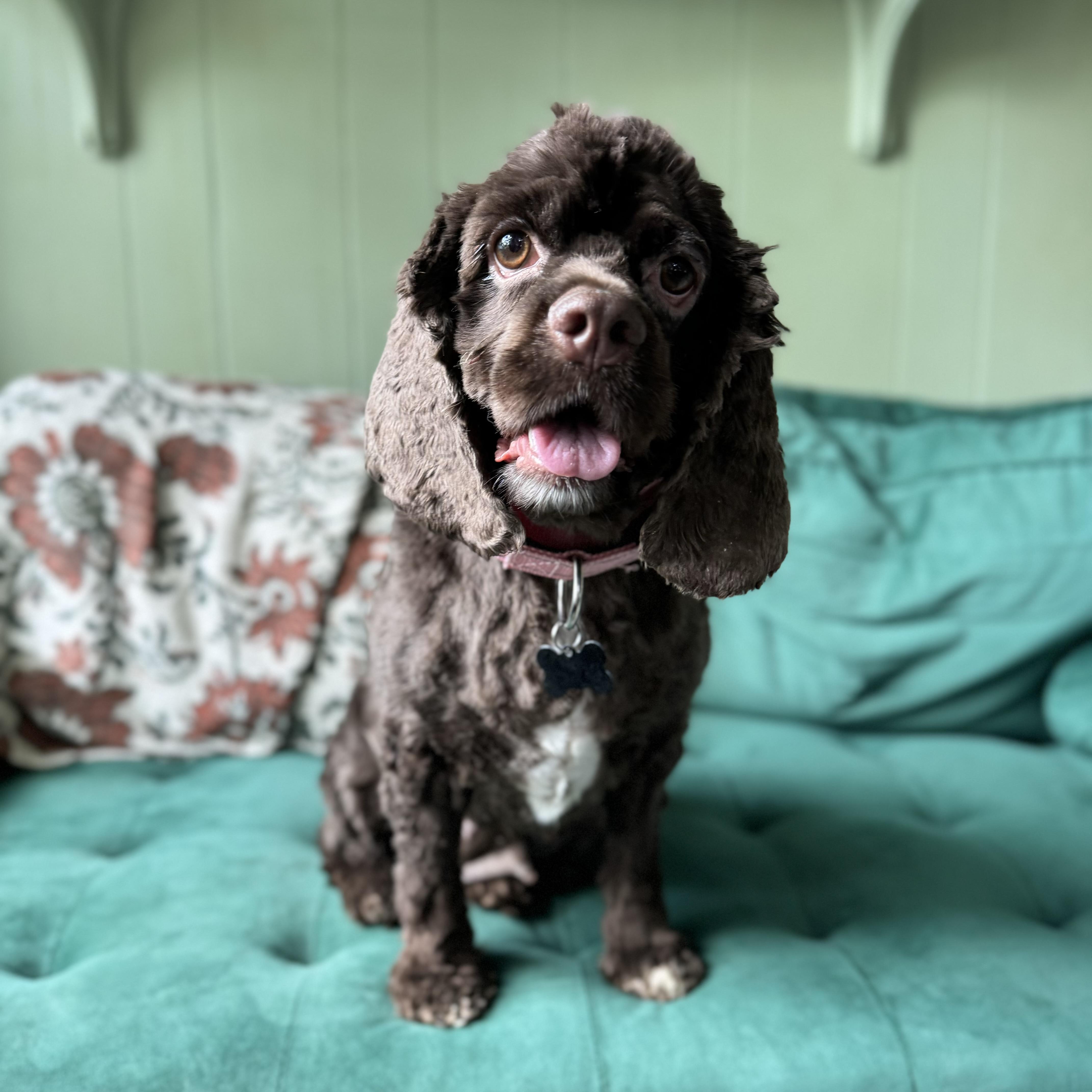 Jovie, an adopted Cocker Spaniel in China Township, MI image 5/6