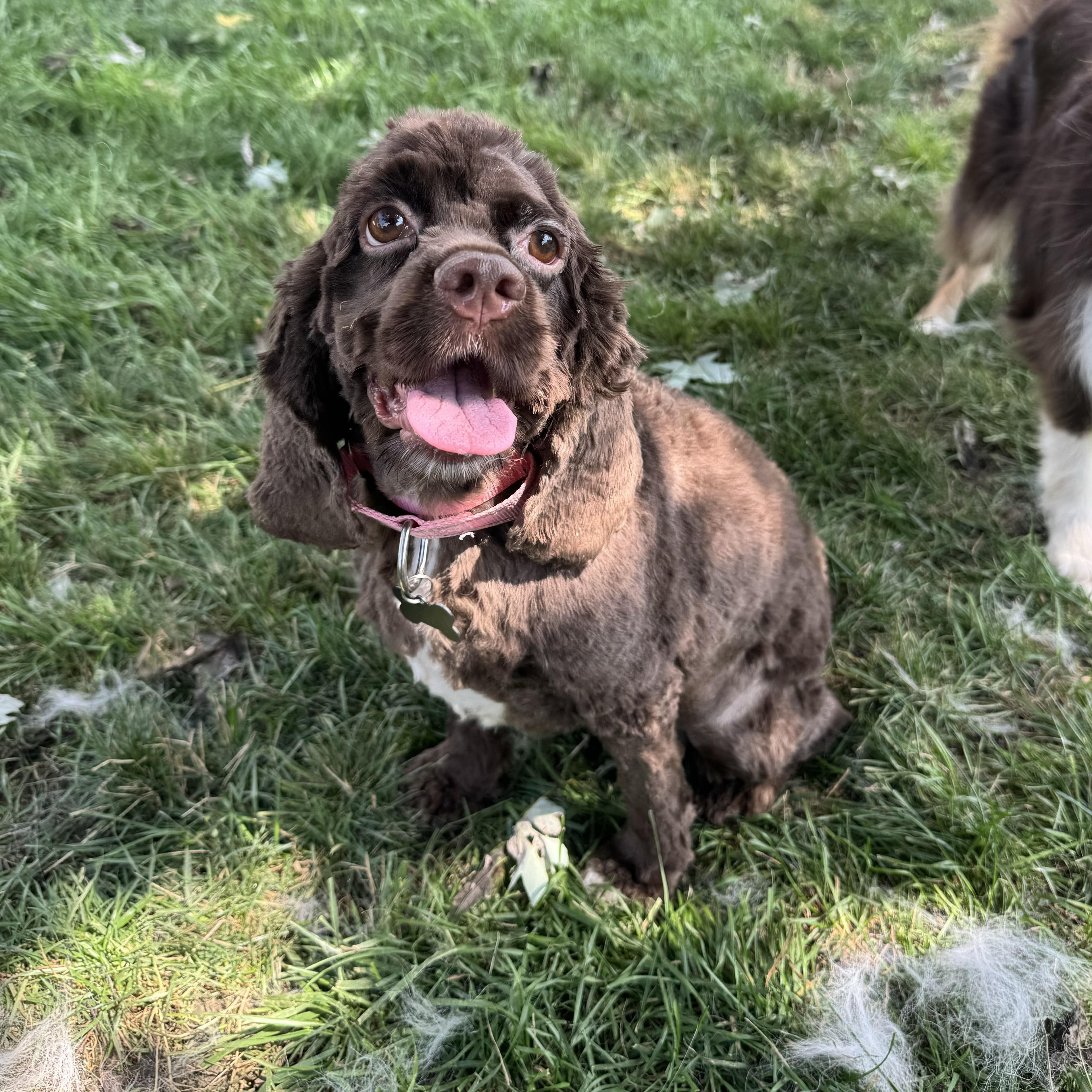 Jovie, an adopted Cocker Spaniel in China Township, MI image 4/6