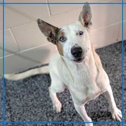 Enlarge Beethoven, a Adoptable mixed breed in Buchanan Dam, TX image 1/2