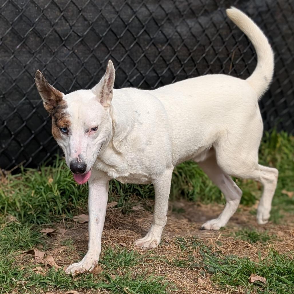 Enlarge Beethoven, a Adoptable mixed breed in Buchanan Dam, TX image 2/2