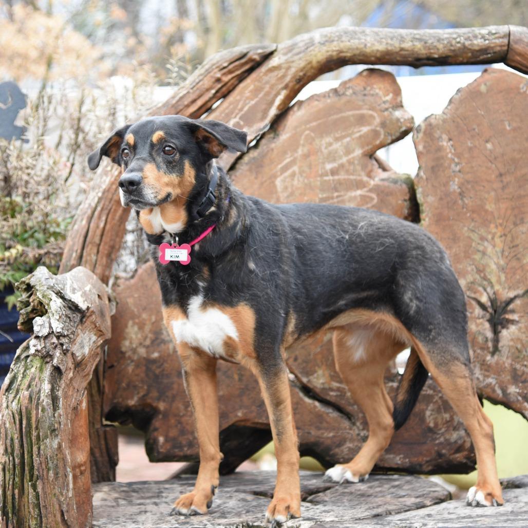 Kim, Adoptable, Adult Female Shepherd.