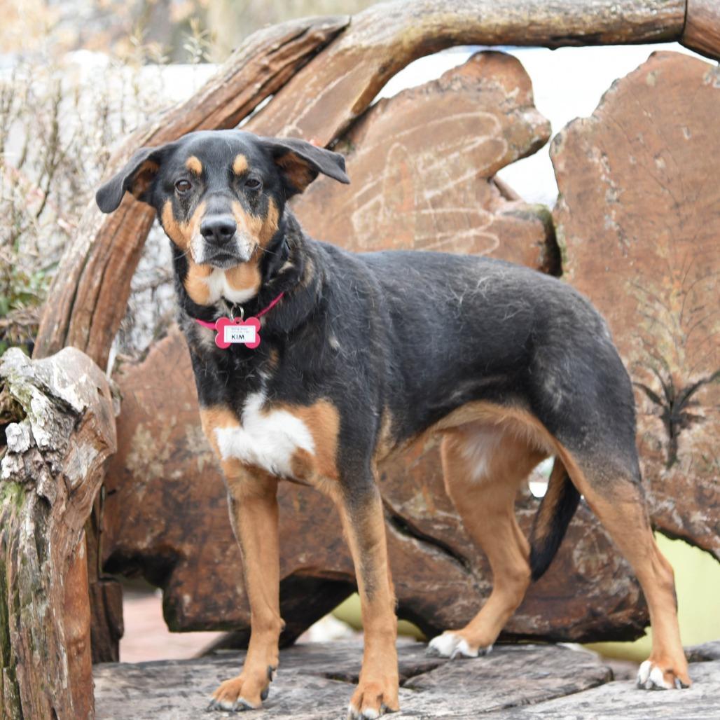 Enlarge Kim, a Adoptable Shepherd in Wake Forest, NC image 2/4