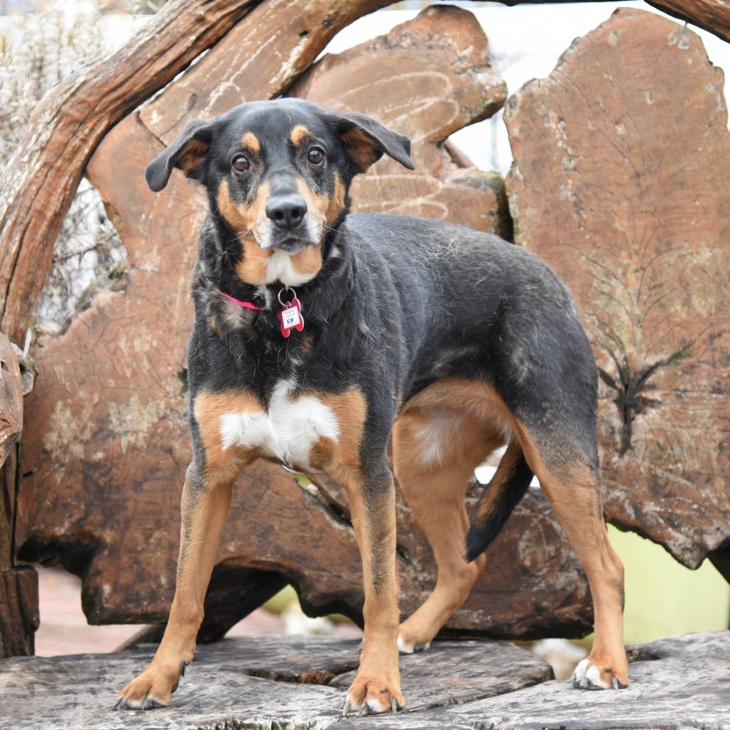 Enlarge Kim, a Adoptable Shepherd in Wake Forest, NC image 3/4