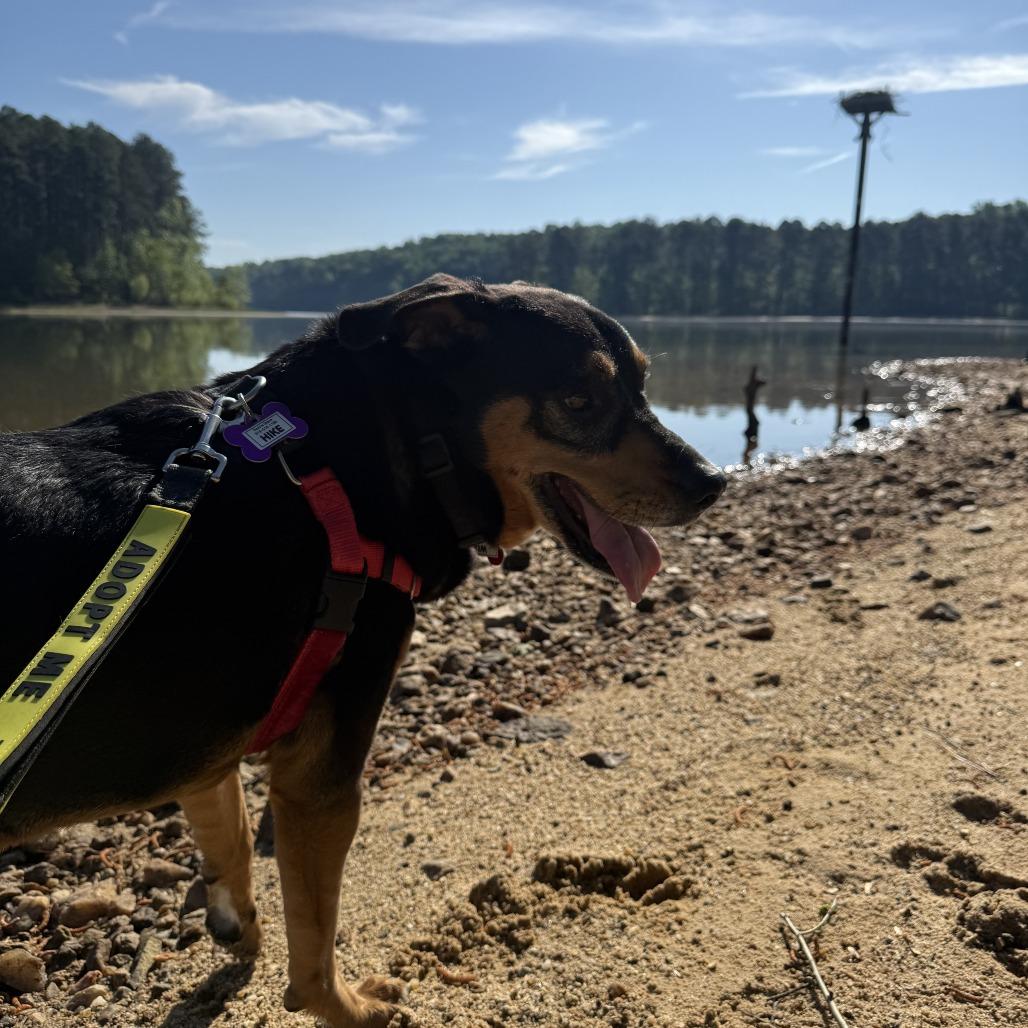 Enlarge Kim, a Adoptable Shepherd in Wake Forest, NC image 4/6