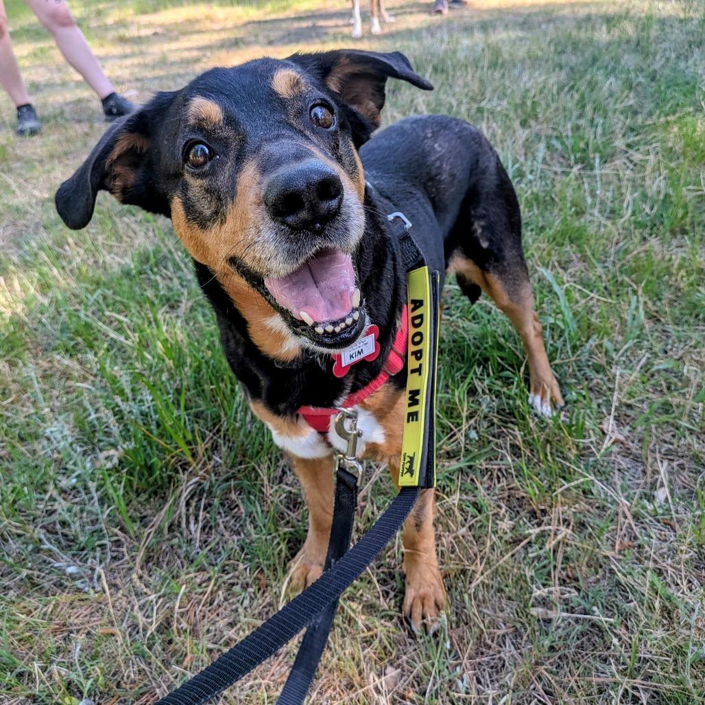 Enlarge Kim, a Adoptable Shepherd in Wake Forest, NC image 5/6