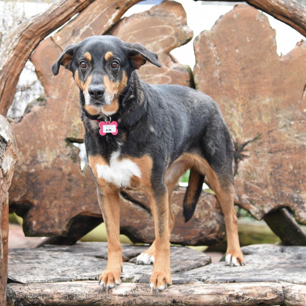 Enlarge Kim, a Adoptable Shepherd in Wake Forest, NC image 4/4