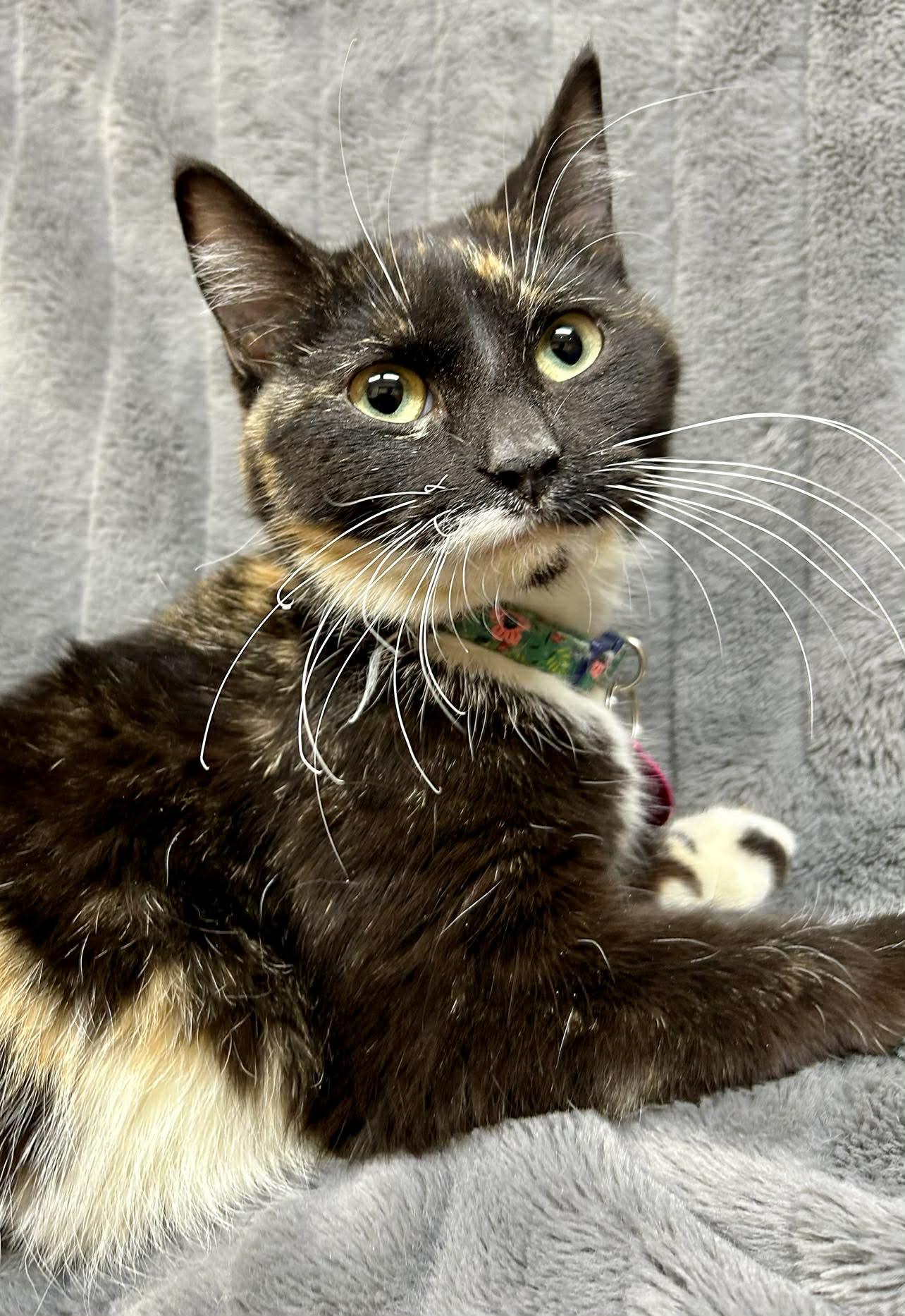 Verona, ADOPTABLE, Young Female Domestic Short Hair.