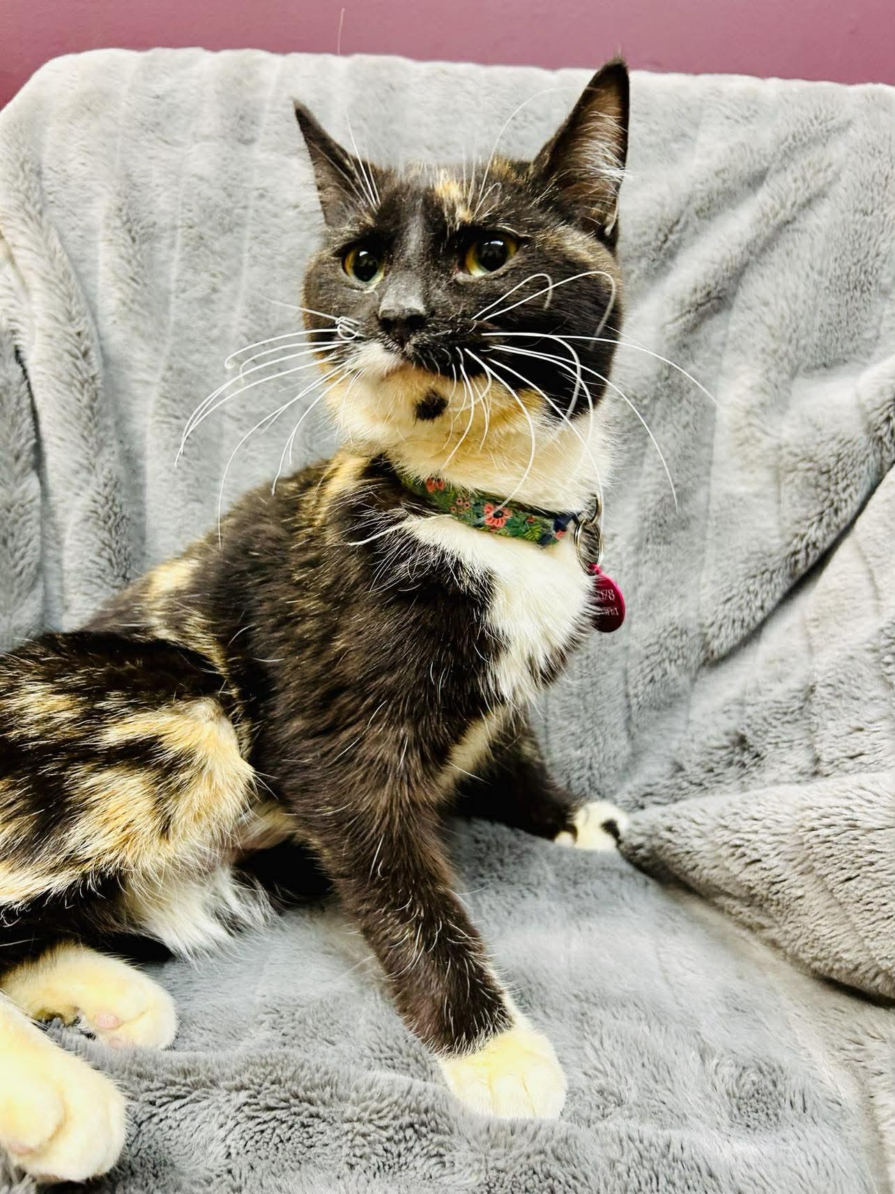 Enlarge Verona, a ADOPTABLE Domestic Short Hair in Alexandria, MN image 2/3