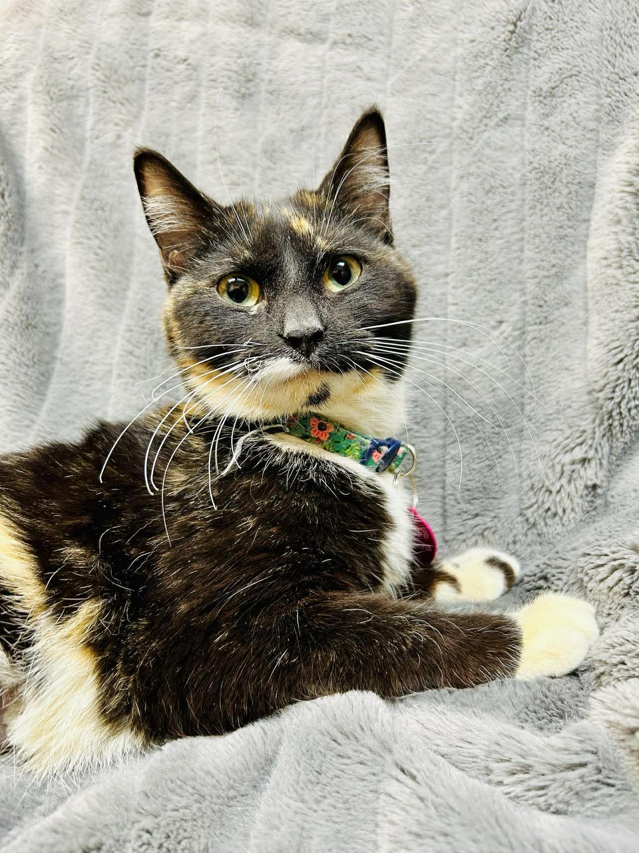 Enlarge Verona, a ADOPTABLE Domestic Short Hair in Alexandria, MN image 3/3