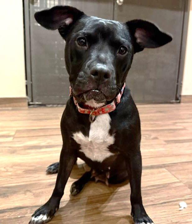 Enlarge Raven Leigh, a Adoptable mixed breed in Phoenix, AZ image 1/3