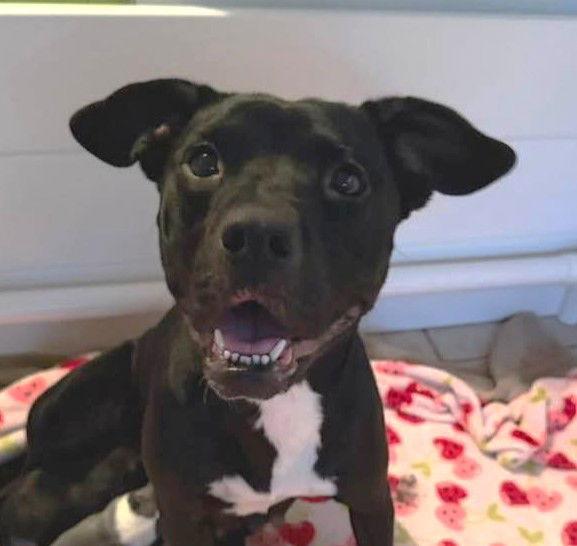 Enlarge Raven Leigh, a Adoptable mixed breed in Phoenix, AZ image 3/3