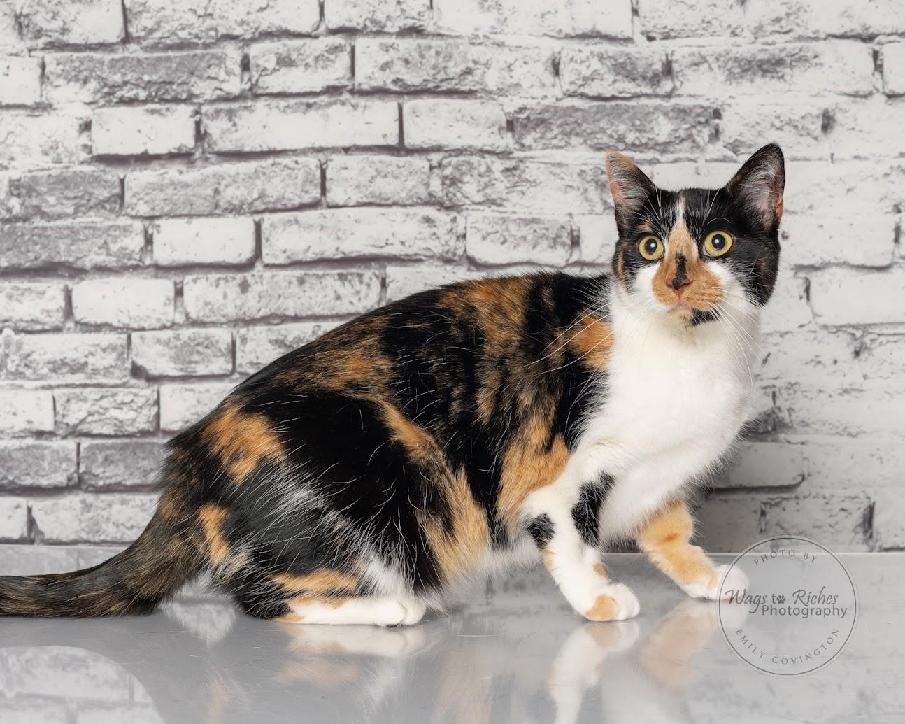 Enlarge Callie, a Adoptable mixed breed in Tuscaloosa, AL image 5/6