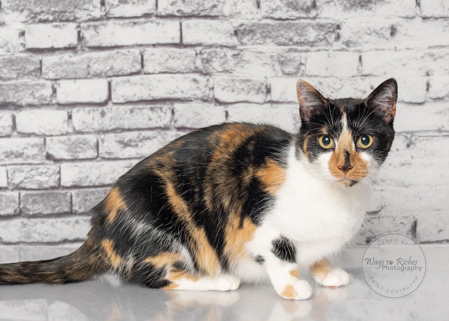 Enlarge Callie, a Adoptable mixed breed in Tuscaloosa, AL image 3/6