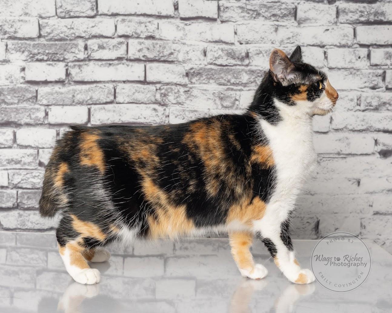 Callie, Adoptable, Young Female Calico.