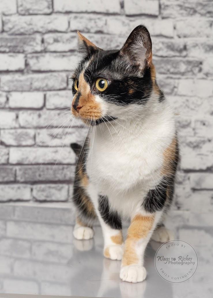 Enlarge Callie, a Adoptable mixed breed in Tuscaloosa, AL image 2/6