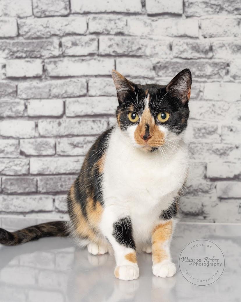 Enlarge Callie, a Adoptable mixed breed in Tuscaloosa, AL image 4/6