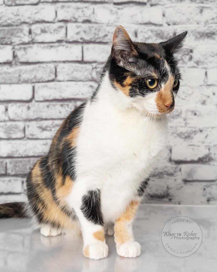 Enlarge Callie, a Adoptable mixed breed in Tuscaloosa, AL image 6/6