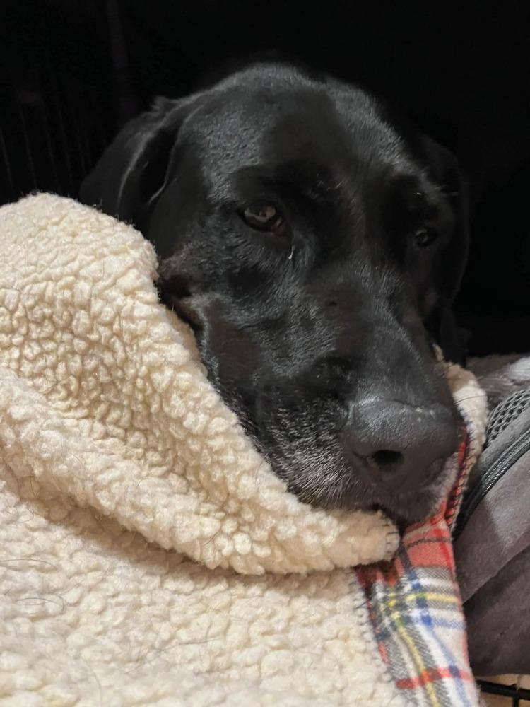Lucia, Adoptable, Adult Female Retriever.