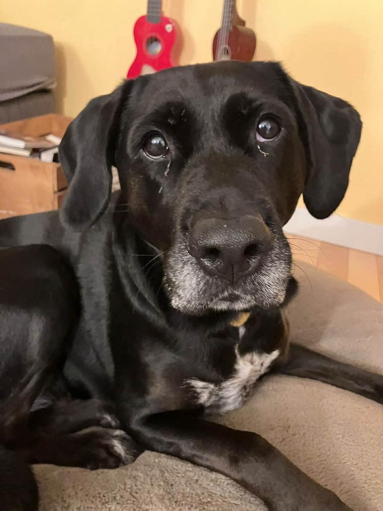 Enlarge Lucia, a Adoptable mixed breed in Bellingham, WA image 2/6