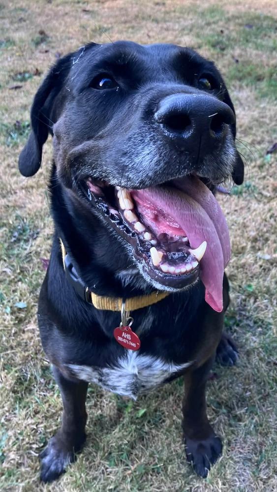 Enlarge Lucia, a Adoptable mixed breed in Bellingham, WA image 3/6