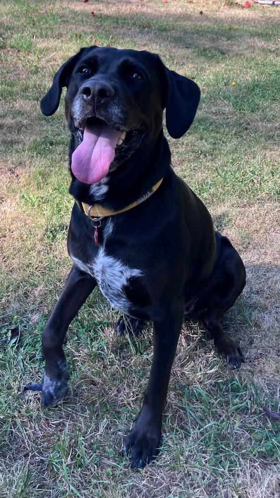 Enlarge Lucia, a Adoptable mixed breed in Bellingham, WA image 4/6