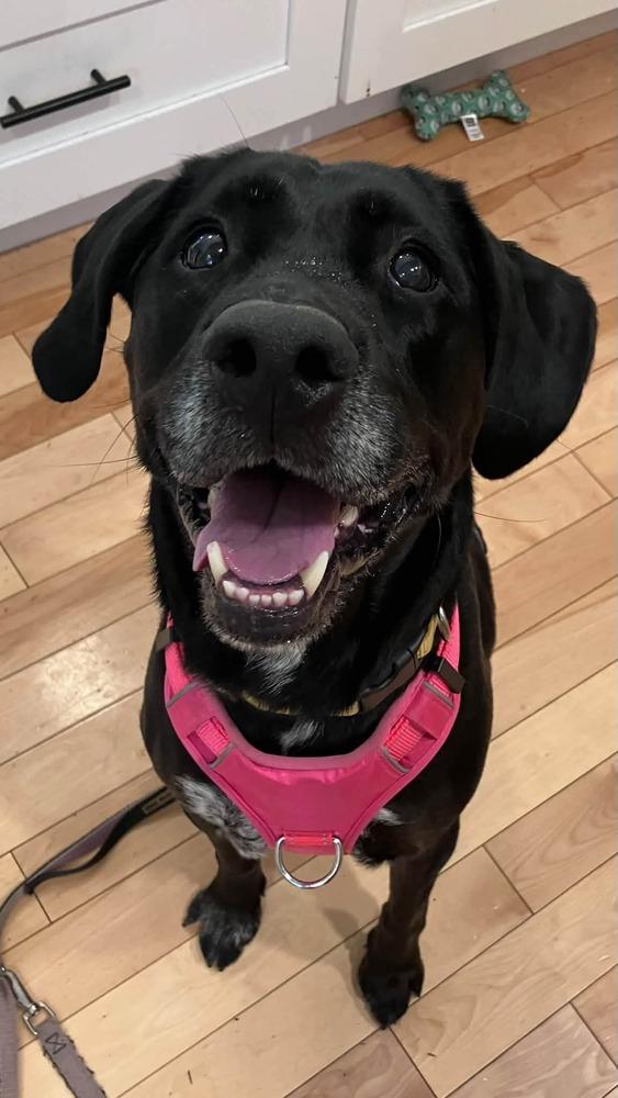 Enlarge Lucia, a Adoptable mixed breed in Bellingham, WA image 5/6