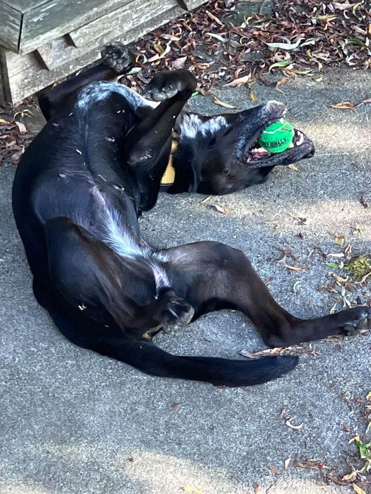 Enlarge Lucia, a Adoptable mixed breed in Bellingham, WA image 6/6