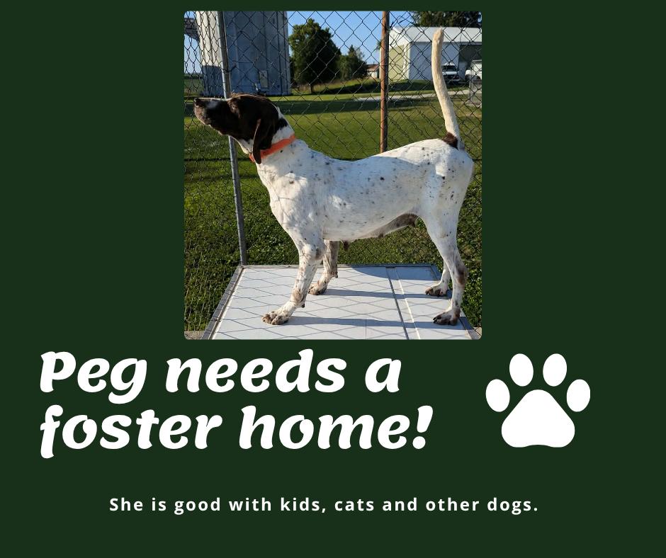 Needs Foster Peg (IA), ADOPTABLE, Senior Female English Pointer.