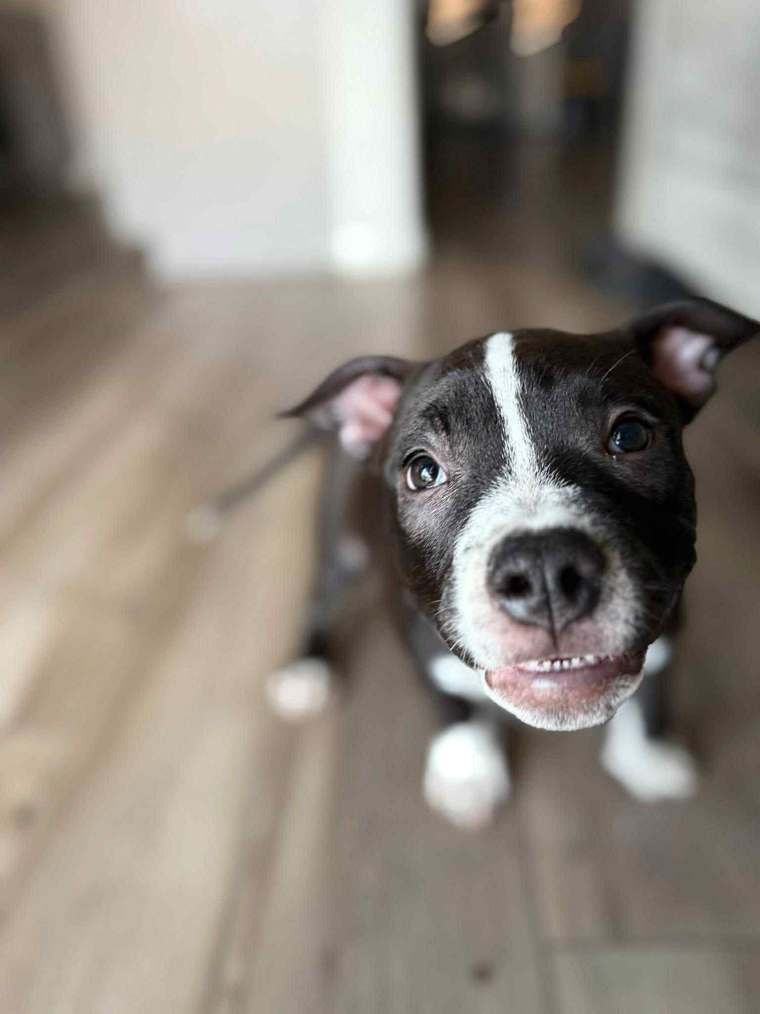 Enlarge Zara, an adopted mixed breed in mcminnville, OR image 2/5