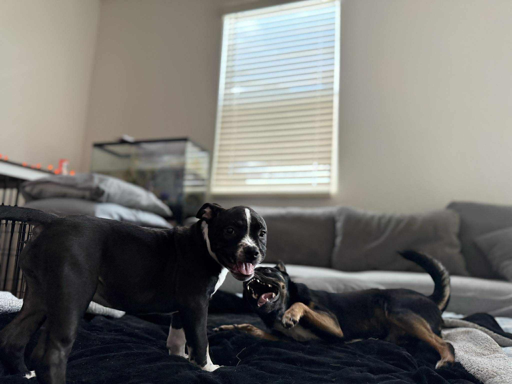 Enlarge Zara, an adopted mixed breed in mcminnville, OR image 4/5