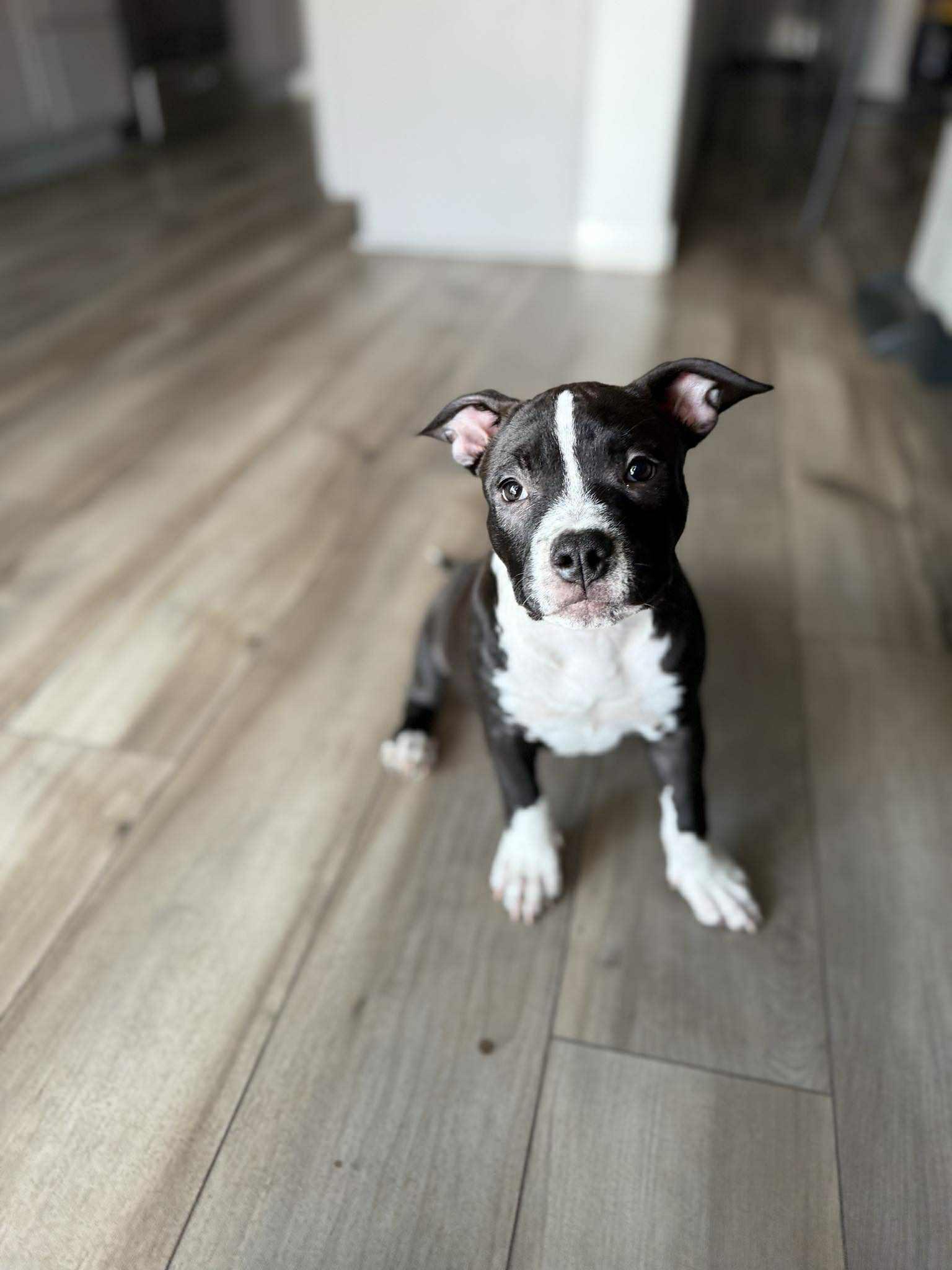 Enlarge Zara, an adopted mixed breed in mcminnville, OR image 1/5