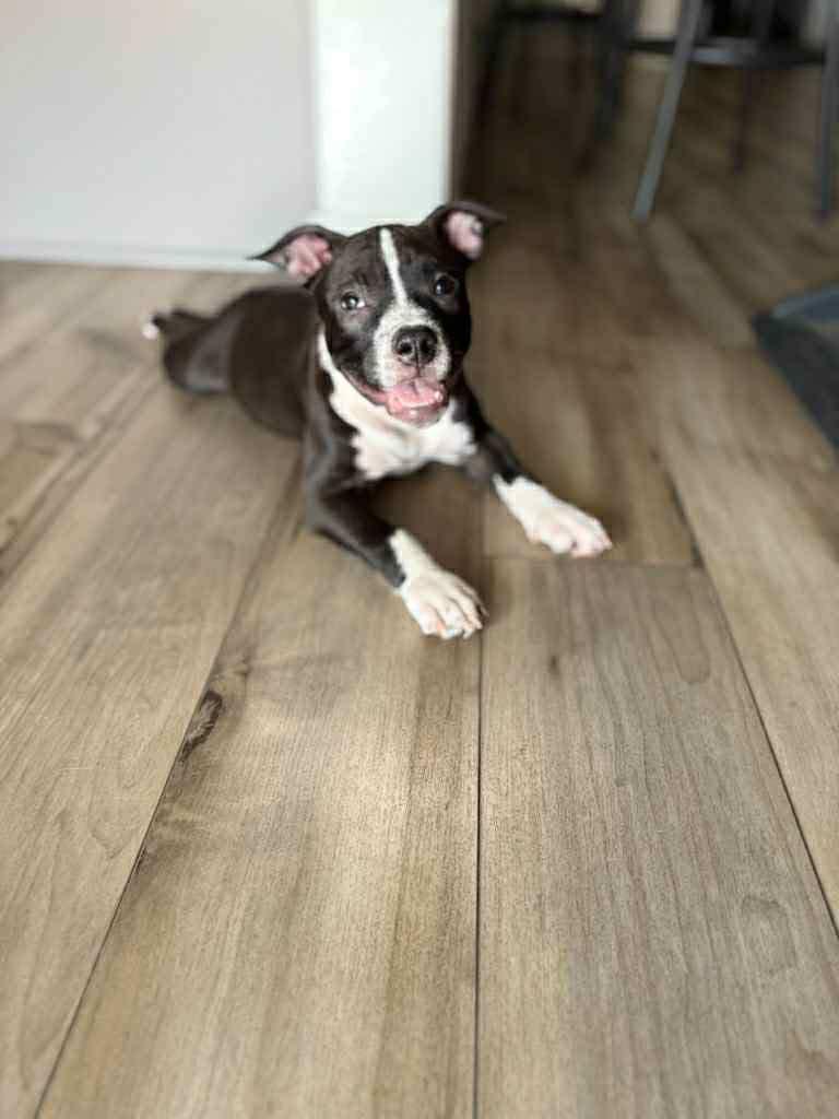 Enlarge Zara, an adopted mixed breed in mcminnville, OR image 5/5