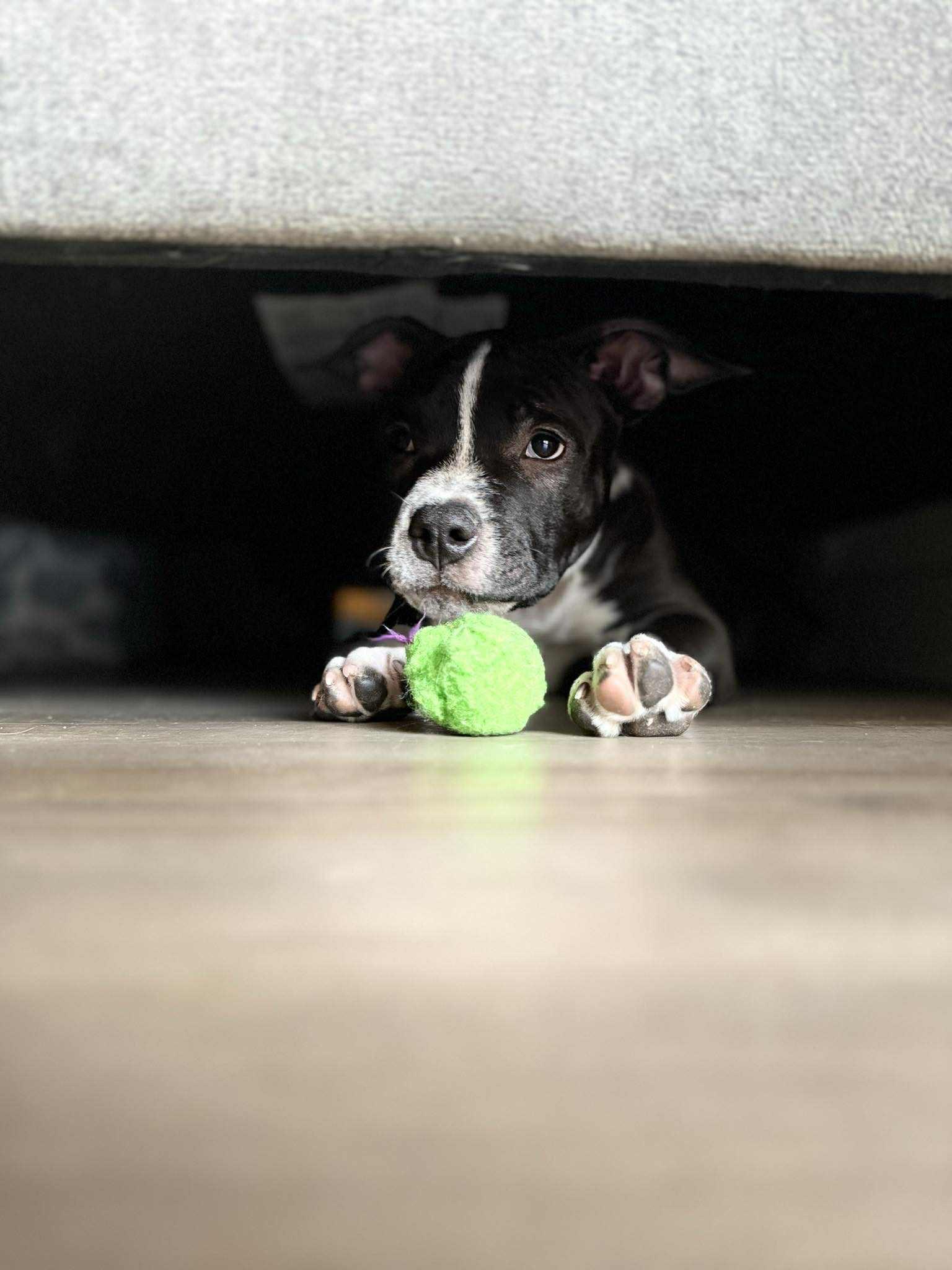 Enlarge Zara, an adopted mixed breed in mcminnville, OR image 3/5