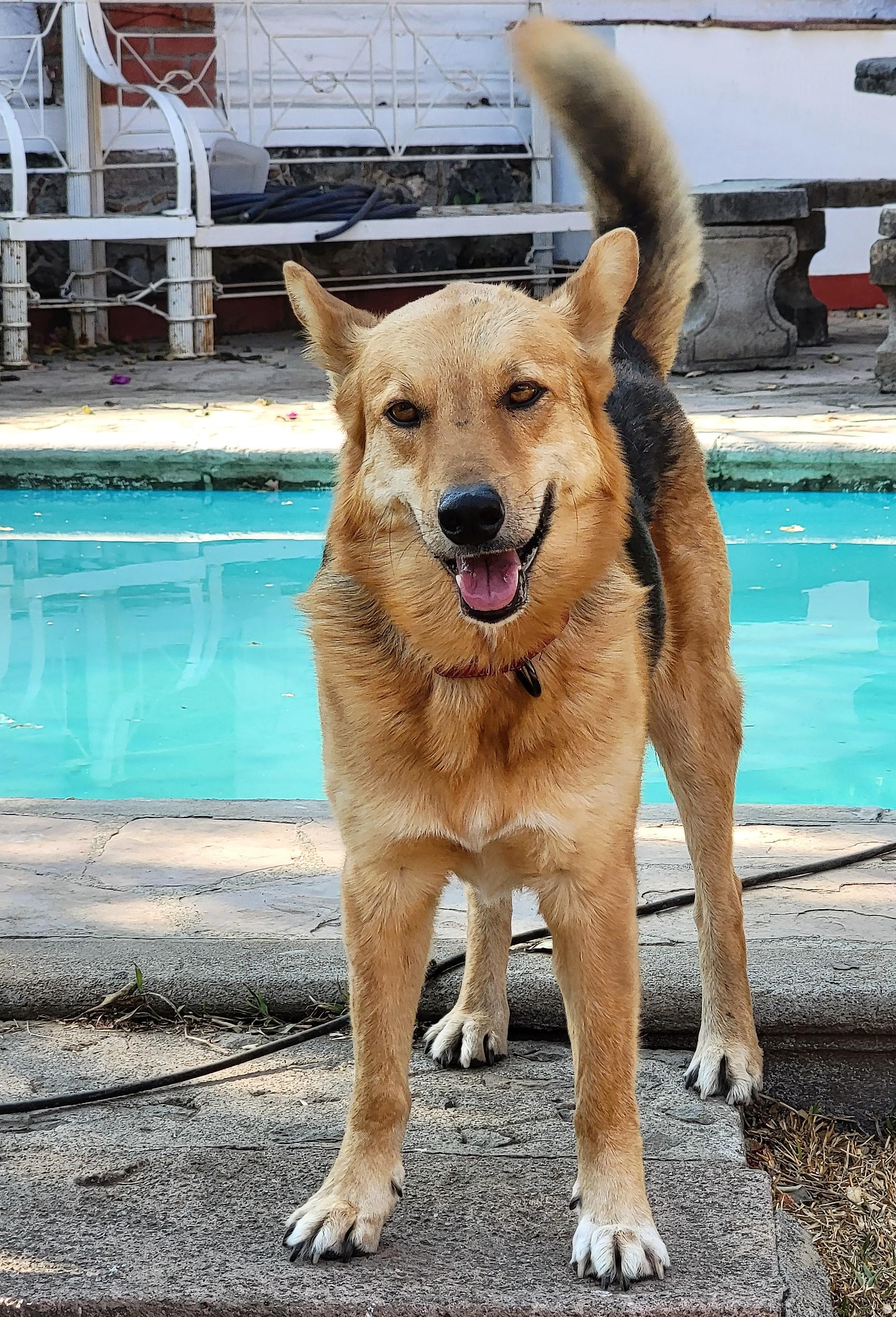 Giovanni, Adoptable, Adult Male German Shepherd Dog.