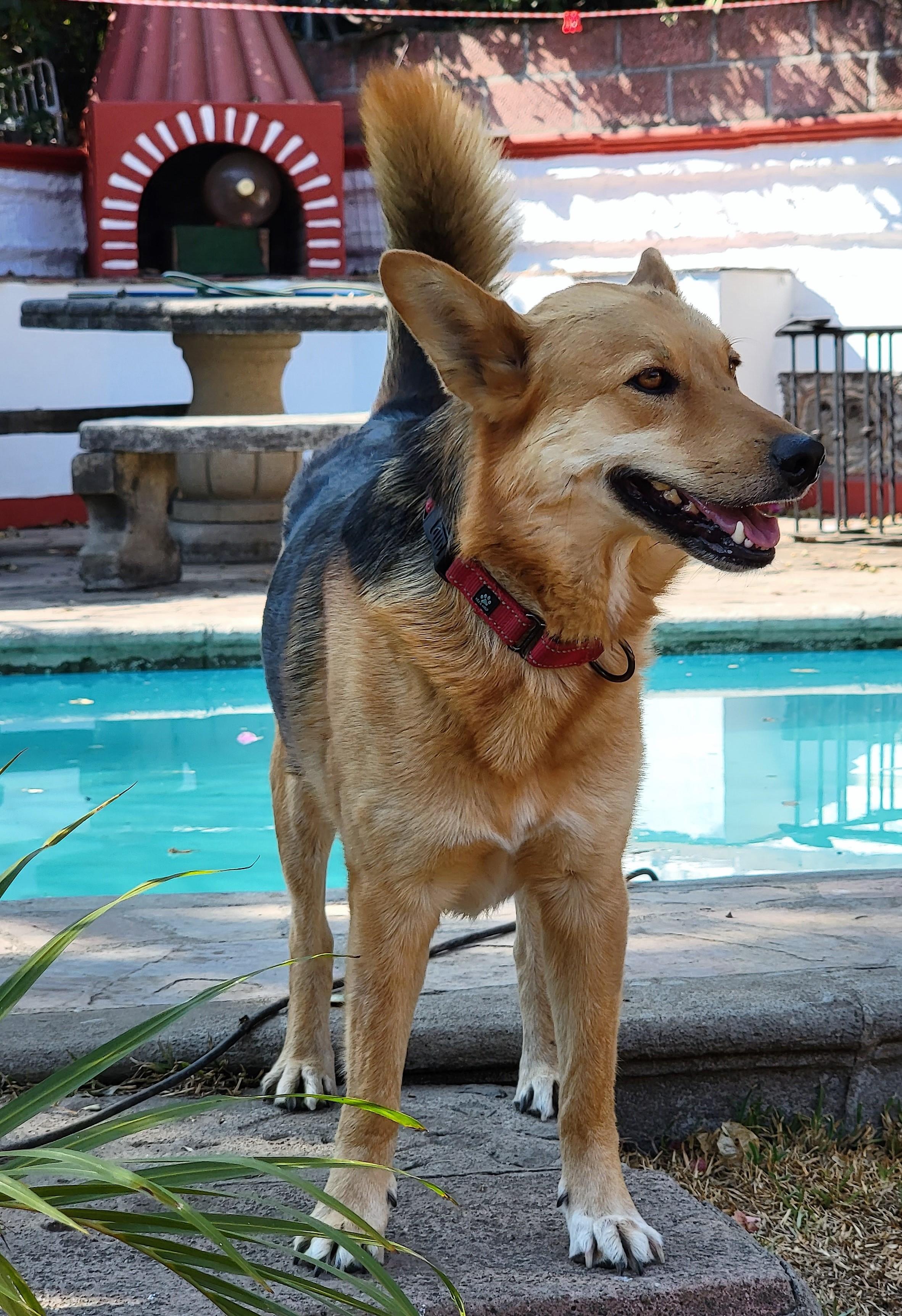 Enlarge Giovanni, a Adoptable mixed breed in San Francisco, CA image 2/3