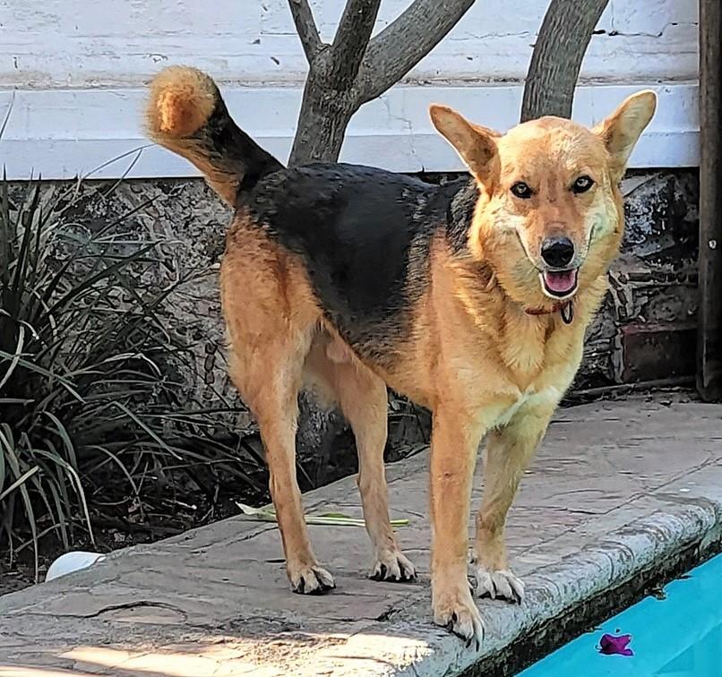 Enlarge Giovanni, a Adoptable mixed breed in San Francisco, CA image 3/3