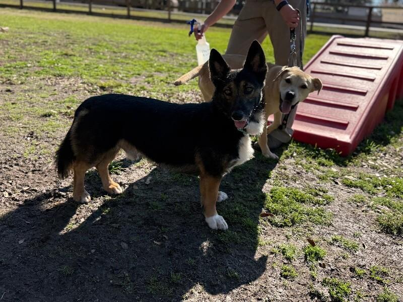 Captain Georgie the Corgi