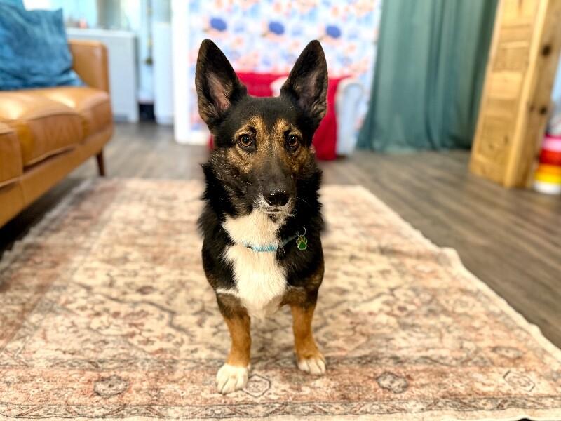 Captain Georgie the Corgi — thumbnail 4