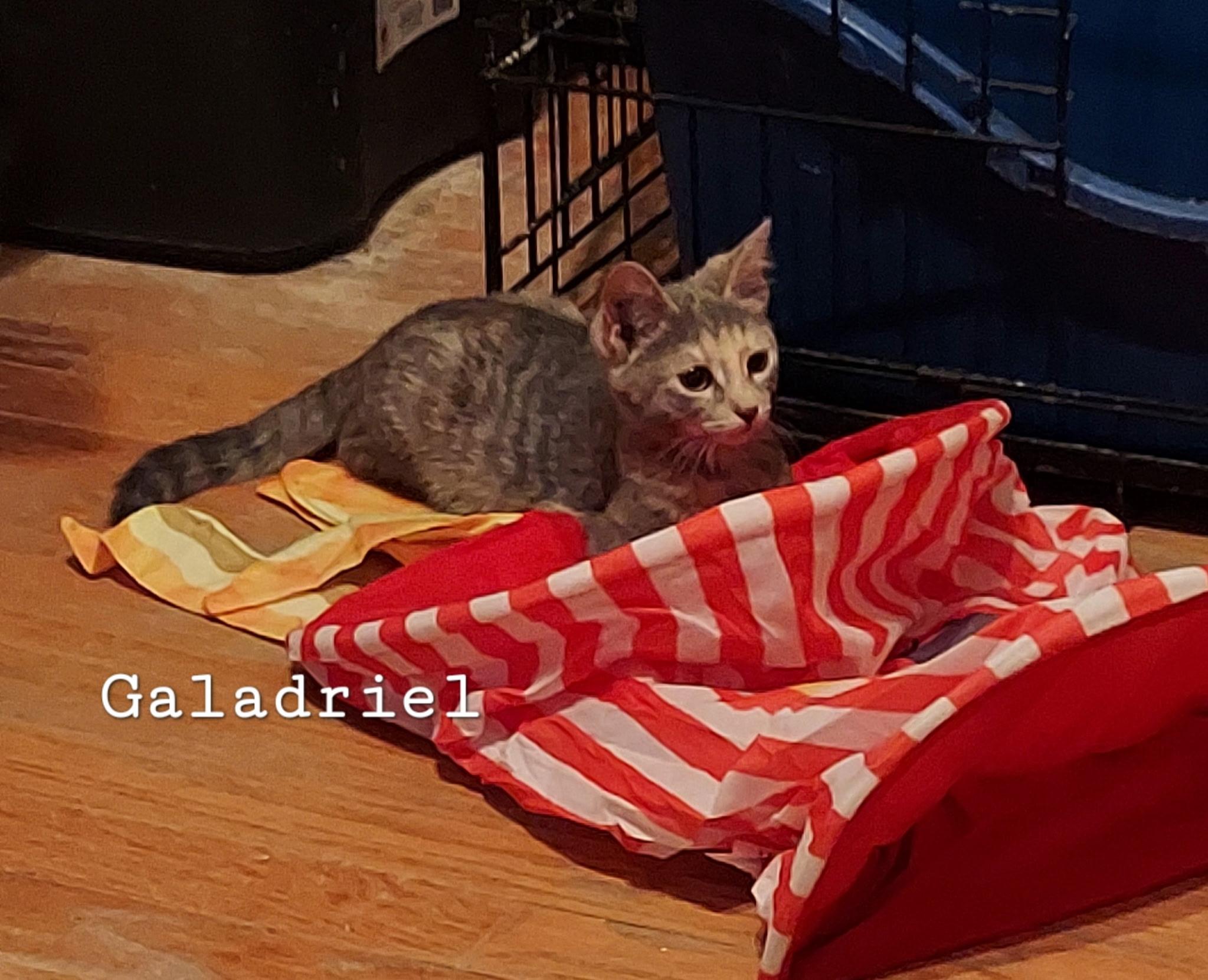 Galadriel, ADOPTABLE, Kitten Female Domestic Short Hair.