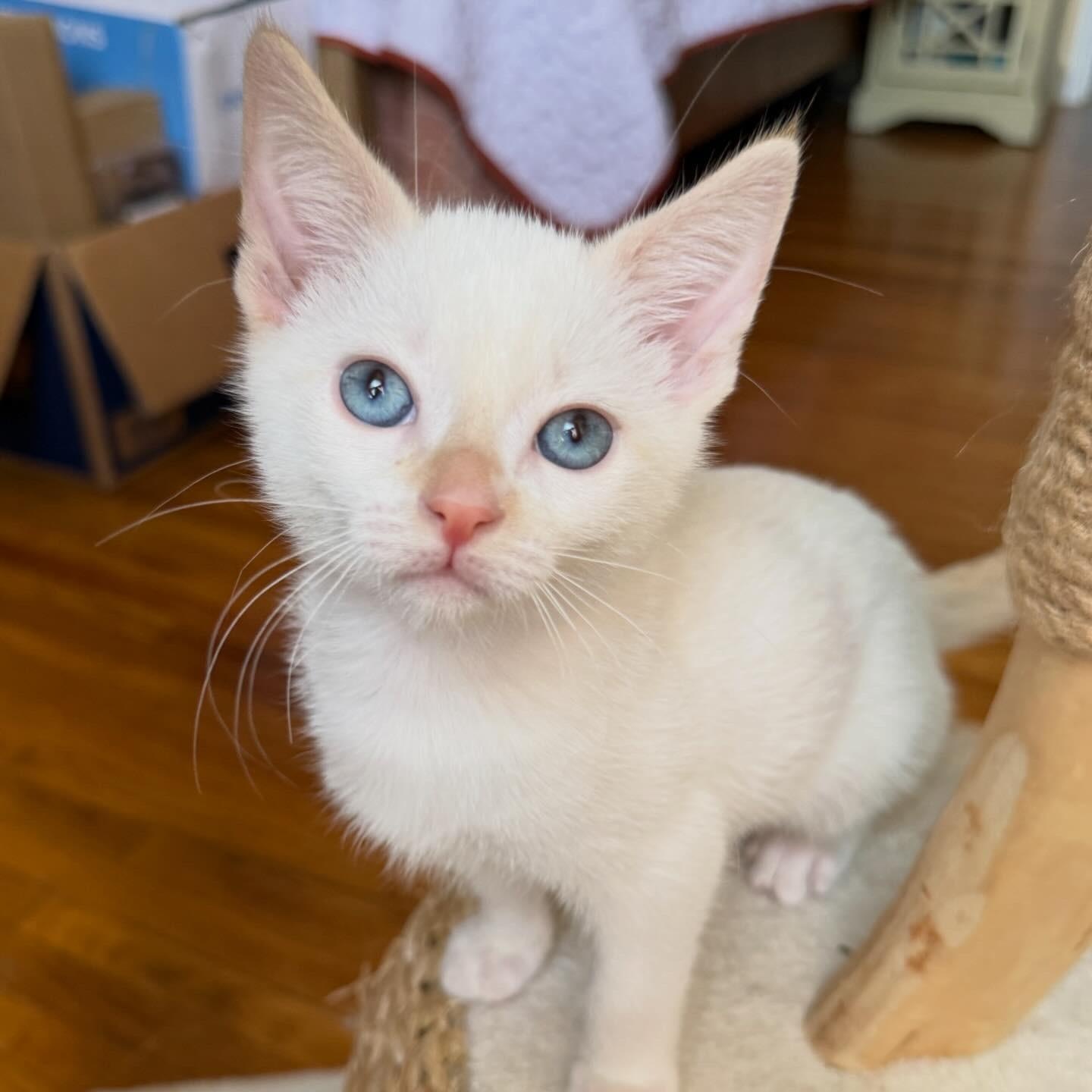 Eloise, Adoptable, Kitten Female Domestic Short Hair.