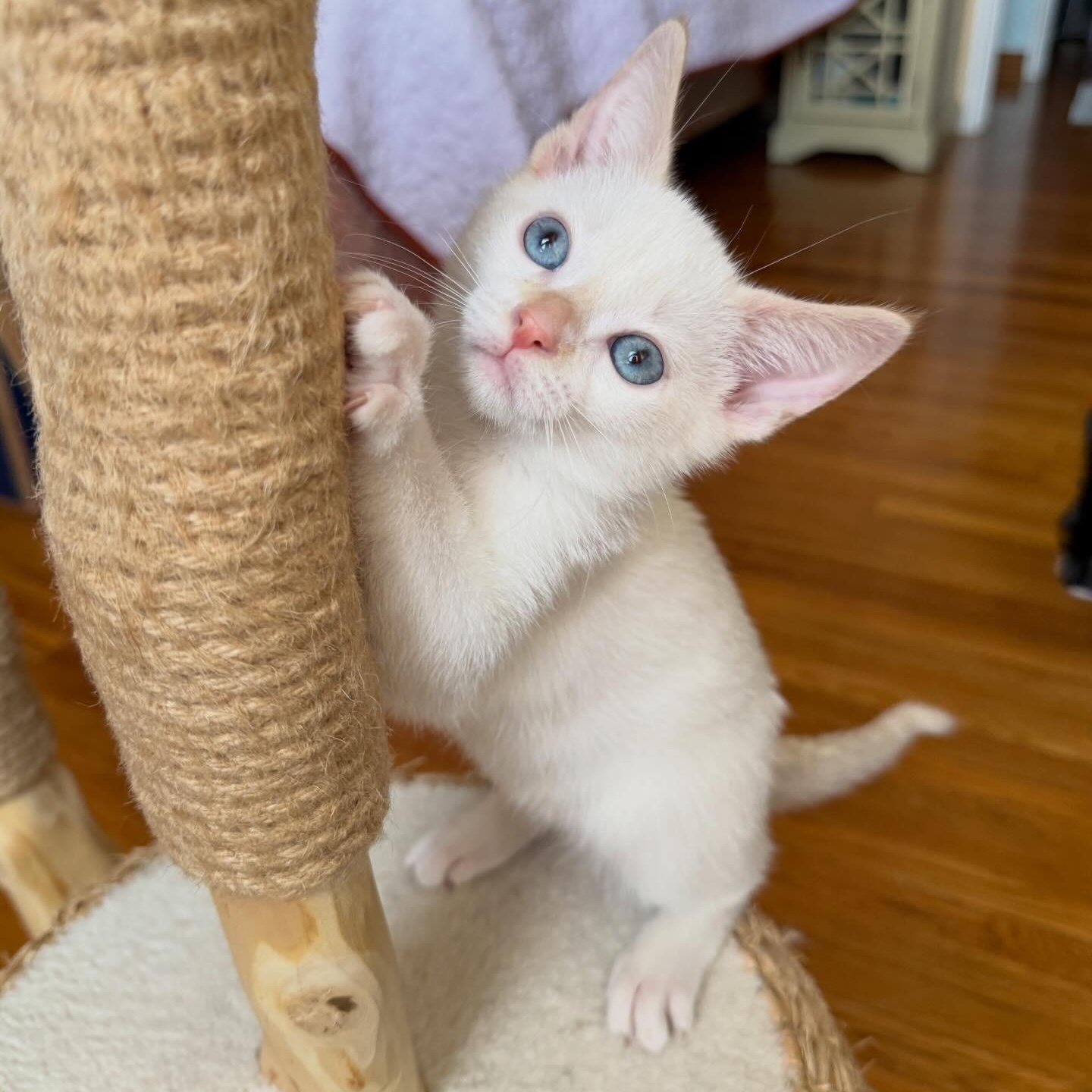 Enlarge Eloise, a Adoptable Domestic Short Hair in Los Angeles, CA image 6/6