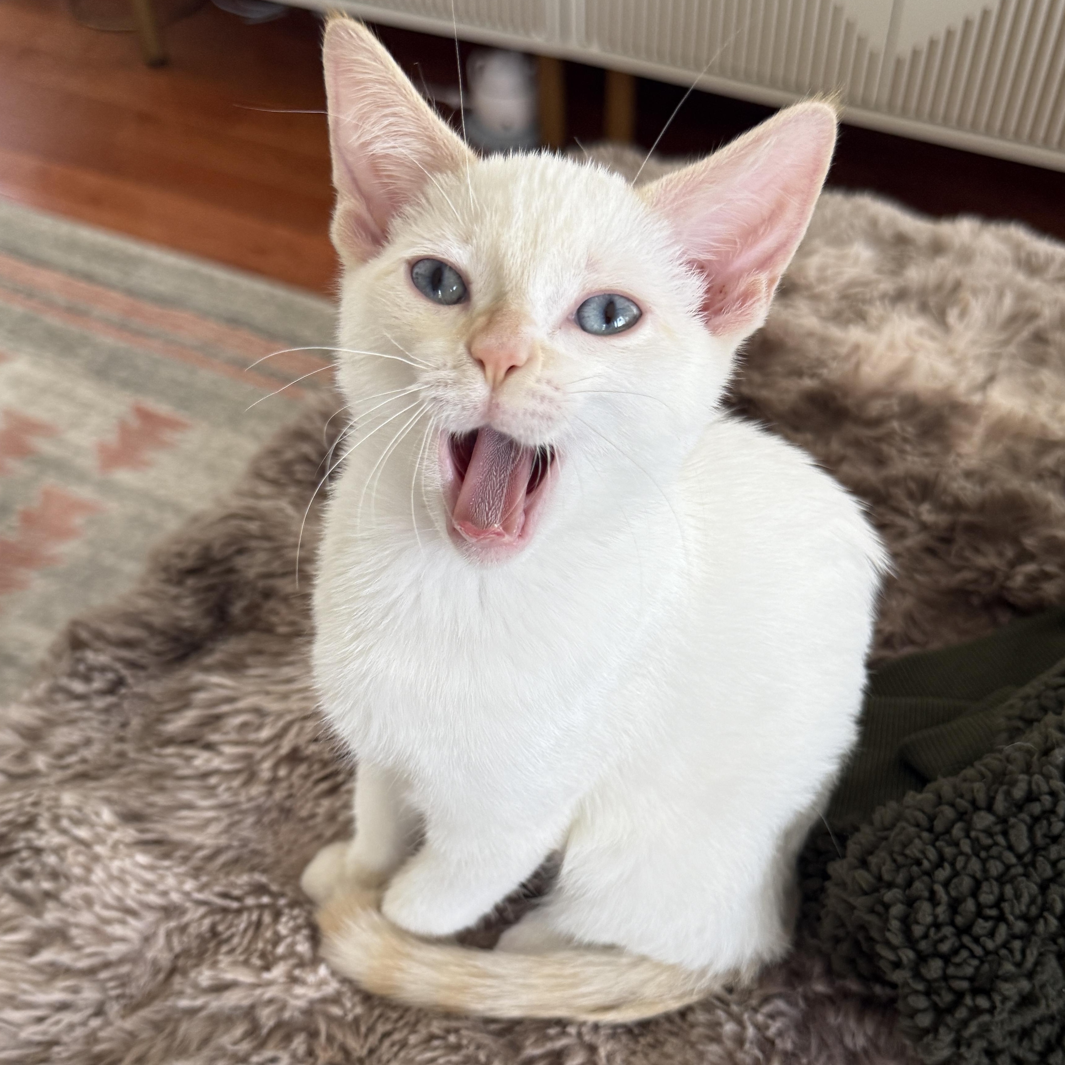 Enlarge Eloise, a Adoptable Domestic Short Hair in Los Angeles, CA image 5/6