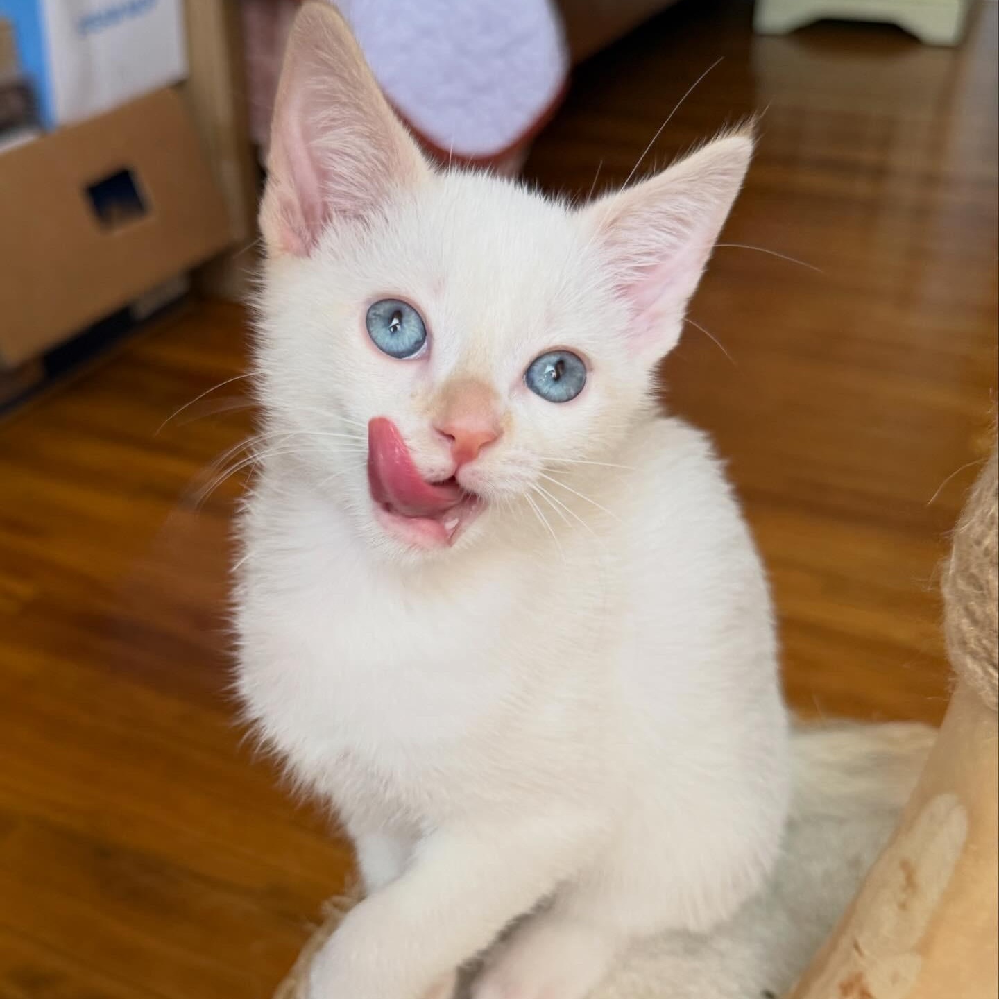 Enlarge Eloise, a Adoptable Domestic Short Hair in Los Angeles, CA image 3/6