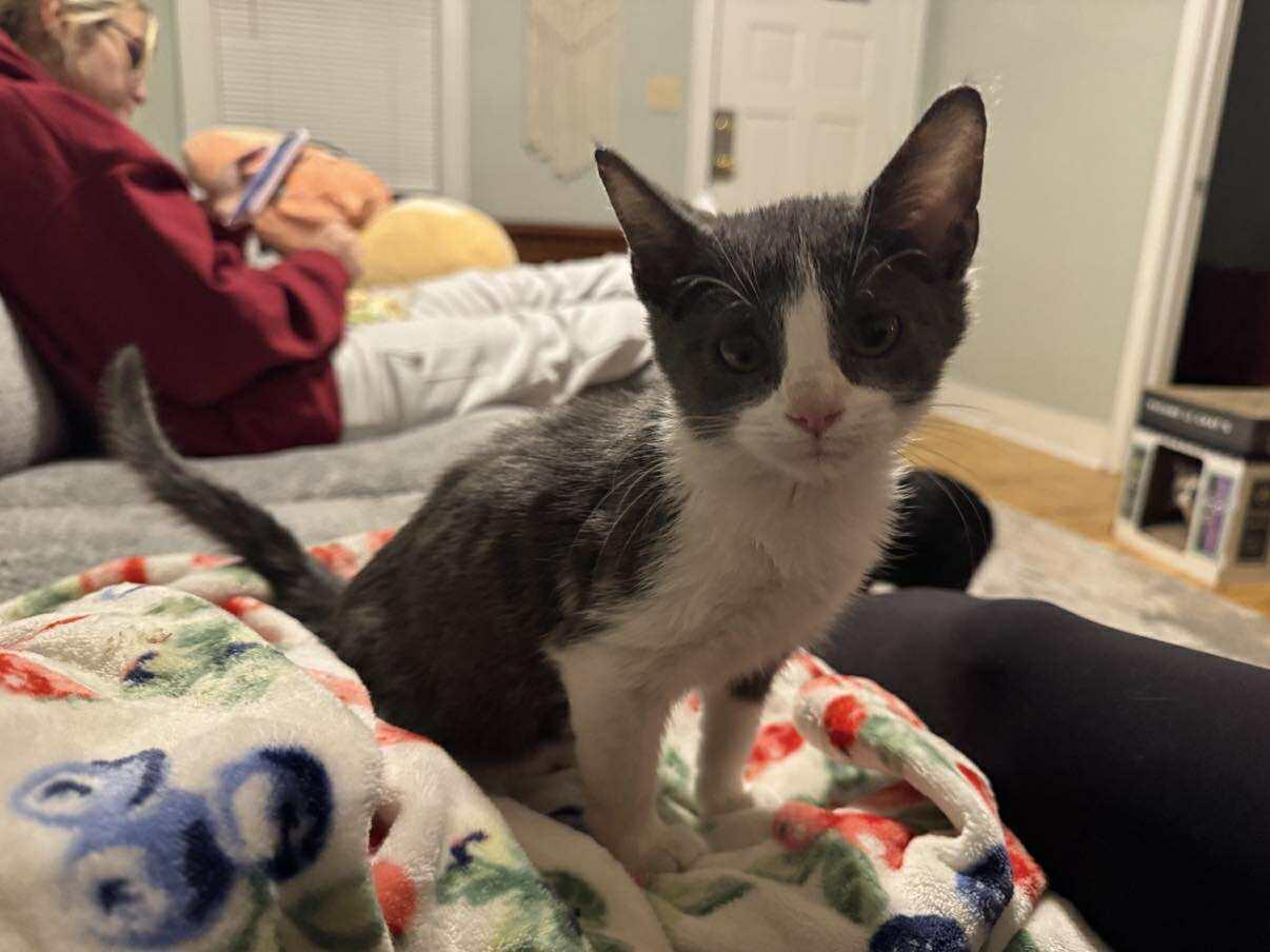 Sheldon, adopted, Young Male Domestic Short Hair.