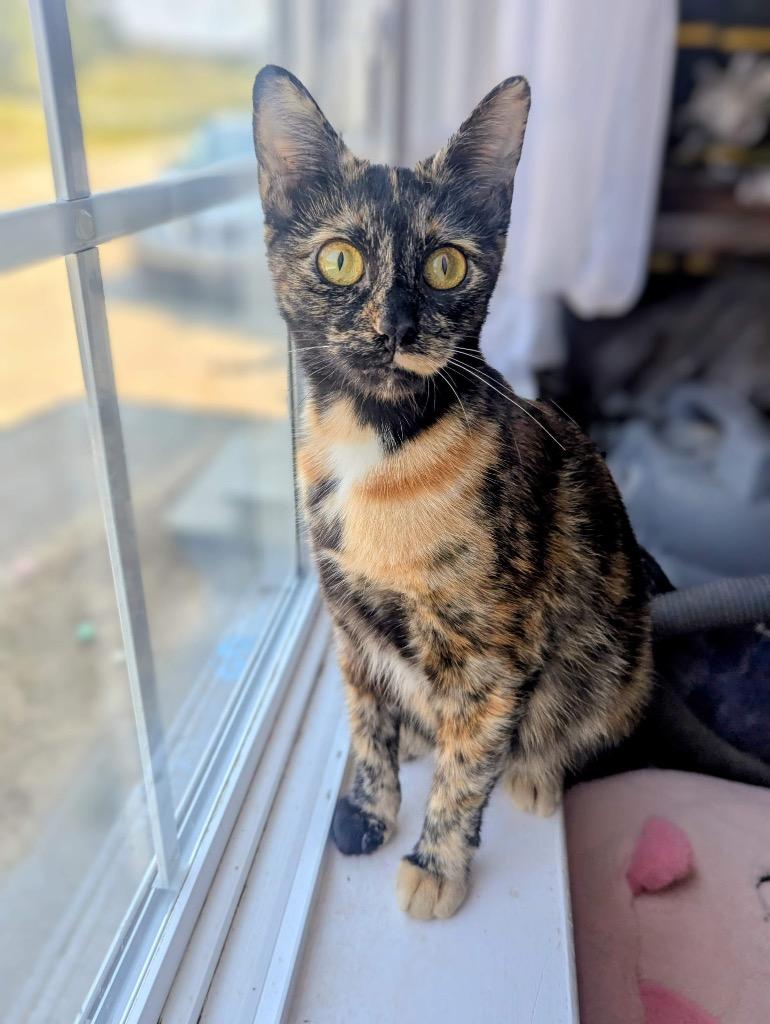 Tallulah, Adoptable, Young Female Domestic Short Hair.