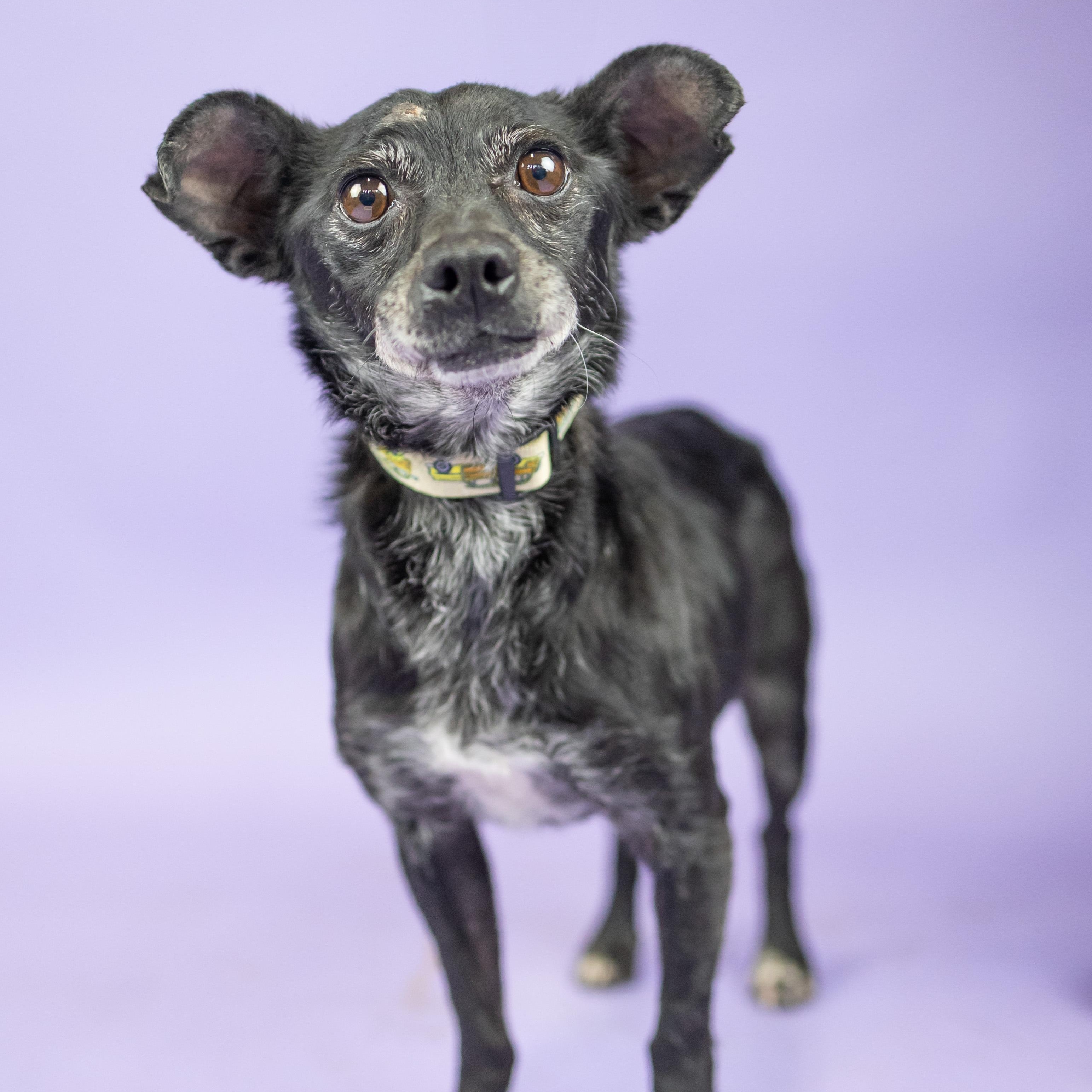 Enlarge Happy, an adoptable mixed breed in Portland, OR image 1/1