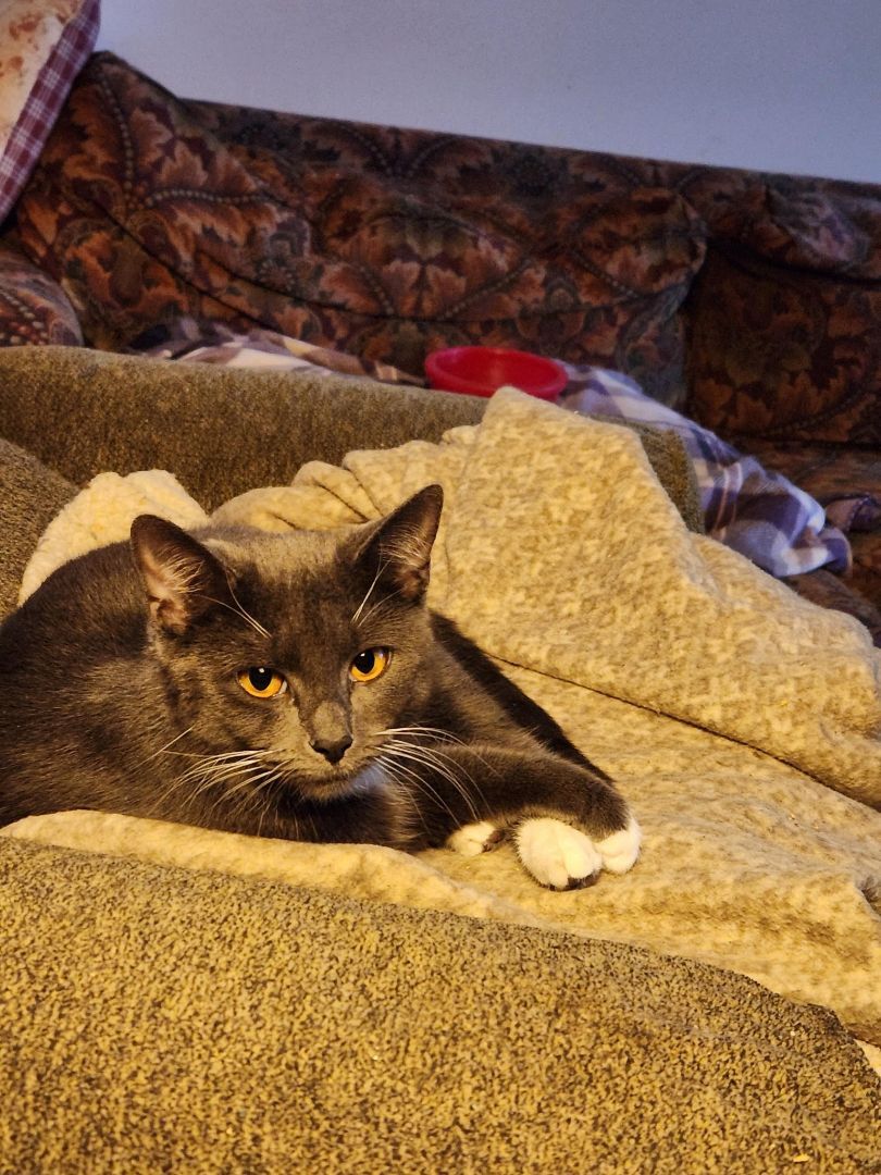 Smokey, Young Female Domestic Short Hair