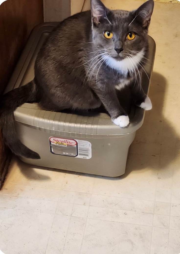 Enlarge Smokey, a Adoptable mixed breed in Howell, MI image 2/2